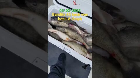 Bandits 45 back was hot 1.8 to 2 mph! 6 man limit of Lake Erie eyes. Great cooler of walleye!