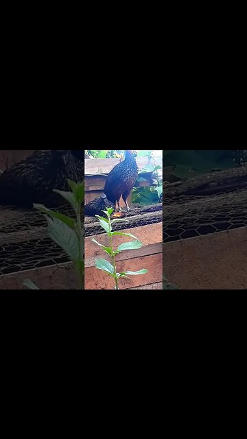 Jacu e seus filhotes deitado Jacuaçu em busca de comida