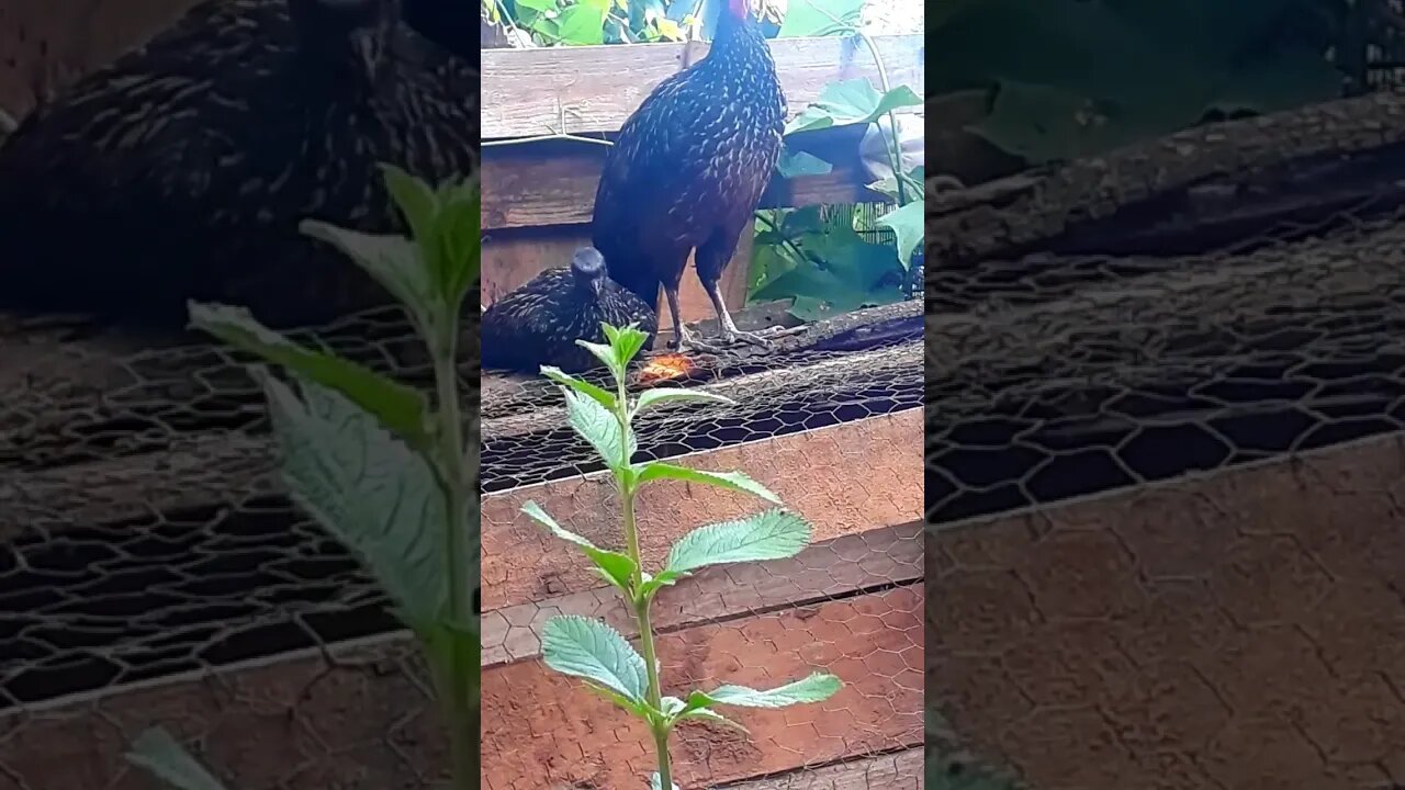 Jacu e seus filhotes deitado Jacuaçu em busca de comida