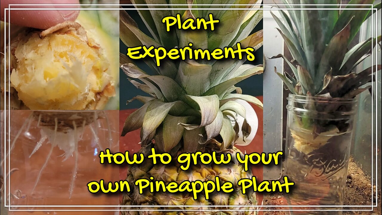 How to Grow a Pineapple Plant at Home!