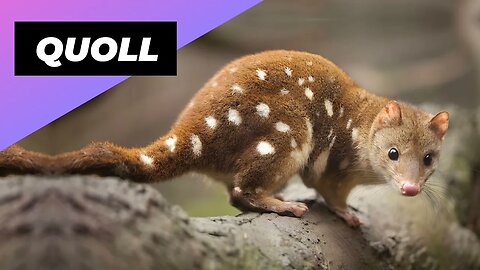 Quoll 🦫 One Of The Cutest And Exotic Animals In The World #shorts