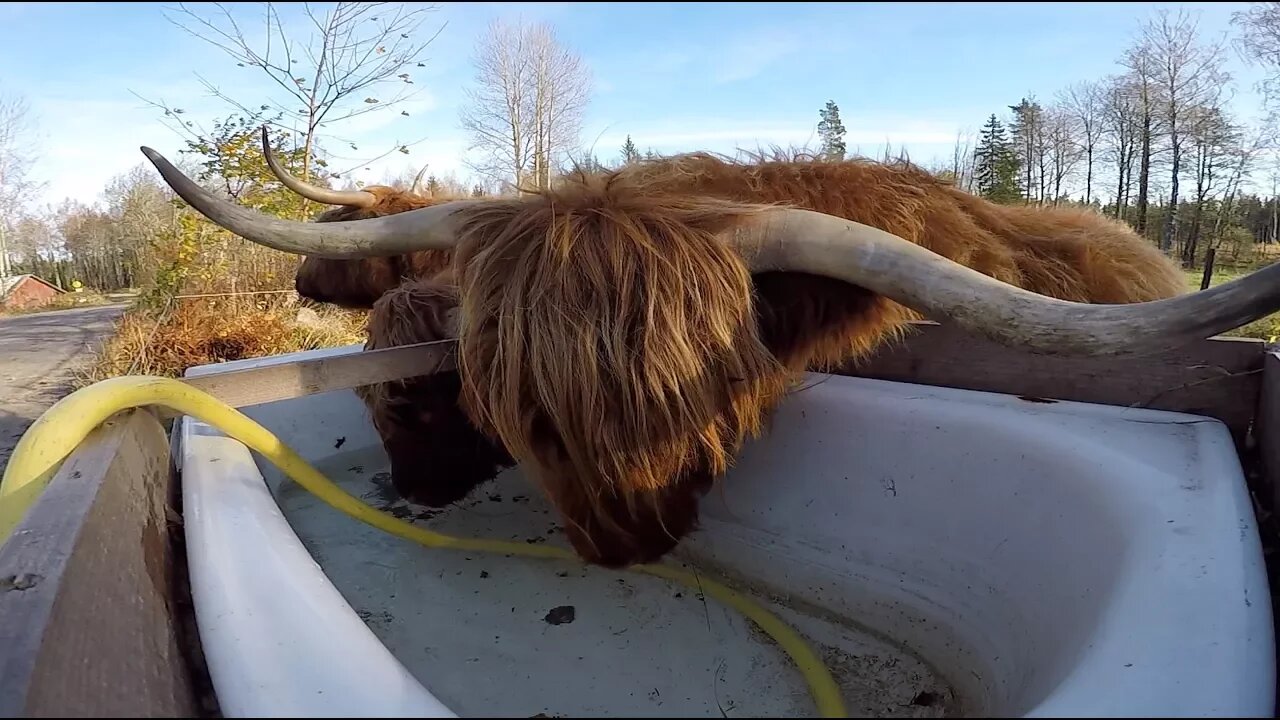 How Our Cows Harvest Their Own Hay