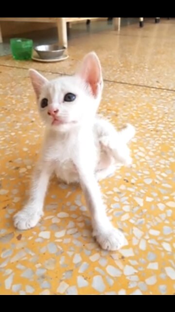 Adorable Kitten Scratching In The Air #shorts #rumbleshorts videos