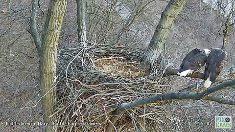 Hays Eagles Mate on Nest Branch 2023 02 15 7:52AM
