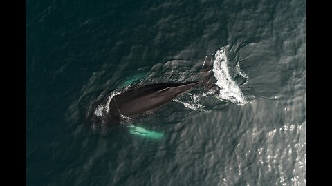 Encounter giant whale under water