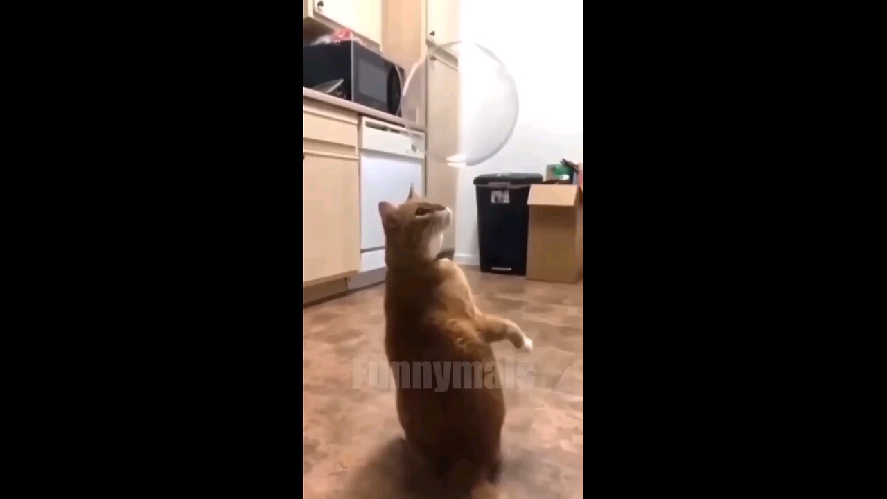 funny animal videos