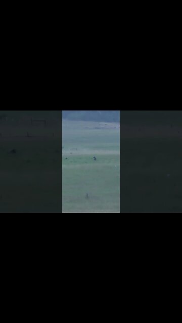 Amazing Footage: Grizzly Bears in the Wild #Shorts