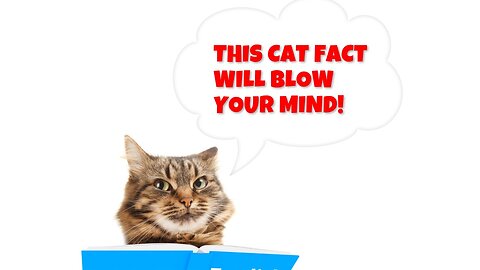 Unlocking the mysteries of cats: Surprising fun facts 4