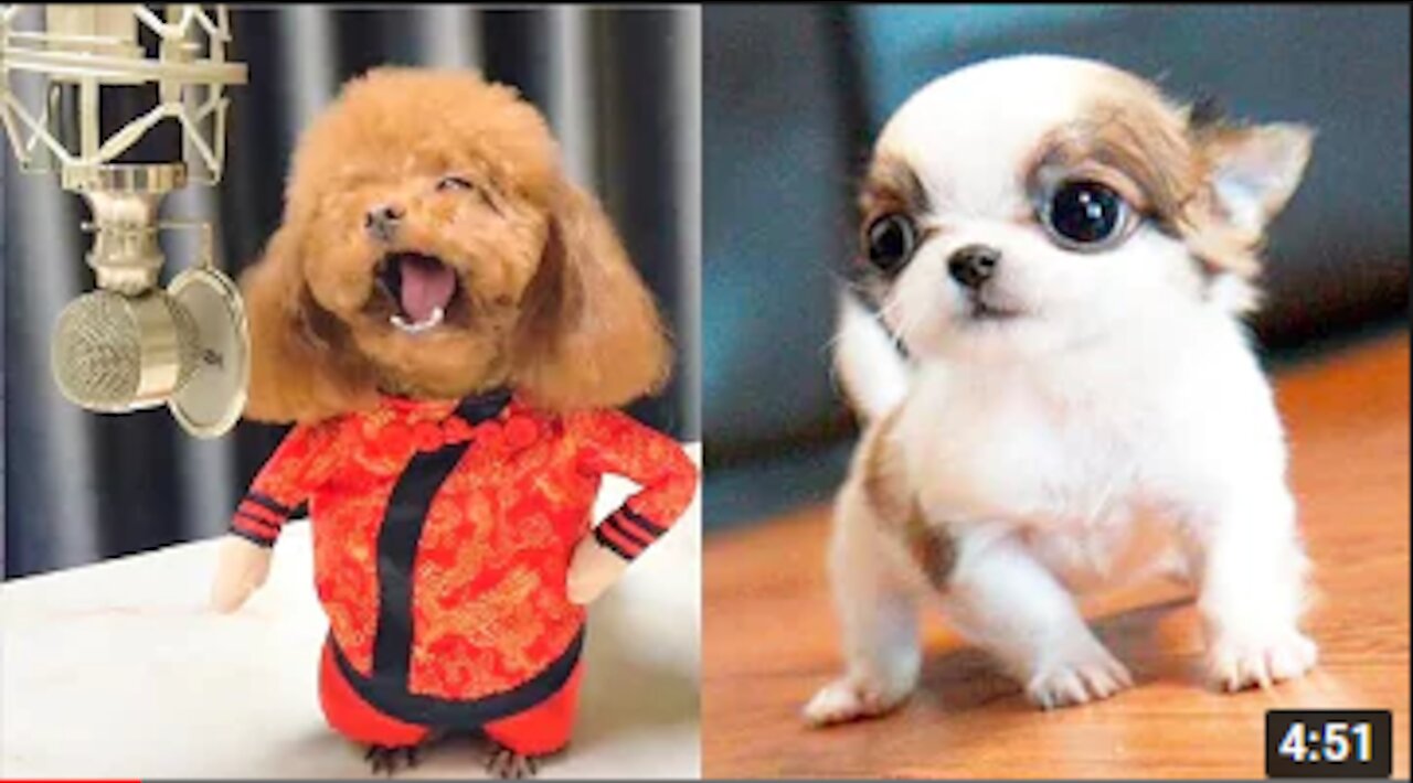You will DIE OF laugh at all those DOGS 🤣 Funniest DOG Videos 😂🐶