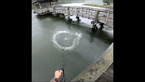 Cast netting for bait