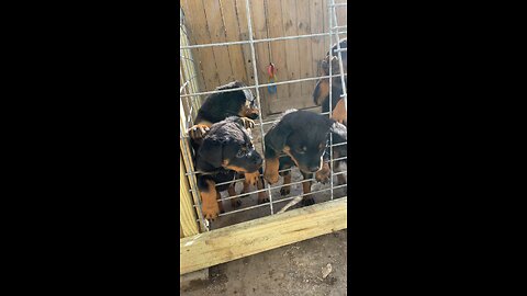 7 Weeks Rottweiler Pups DUR KENNEL