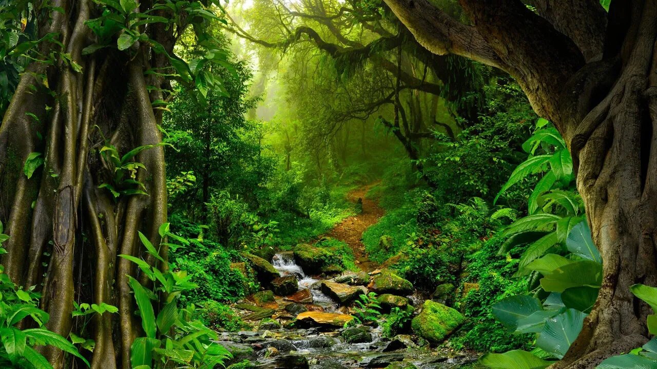 Amazon 4k The Worlds Largest Tropical Rainforest Jungle Sounds Scenic Relaxation Film