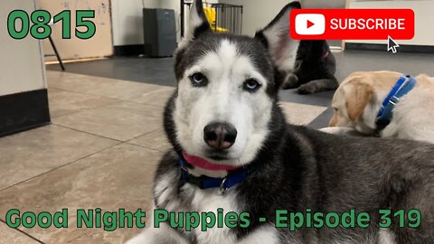 [0815] GOOD NIGHT PUPPIES - EPISODE 319 [#dogs #doggos #doggies #puppies #dogdaycare]