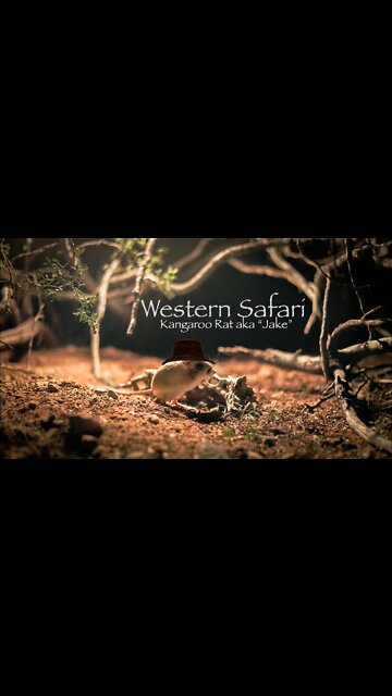Western Safari | The real Disneys Rescuers Down Under #shorts