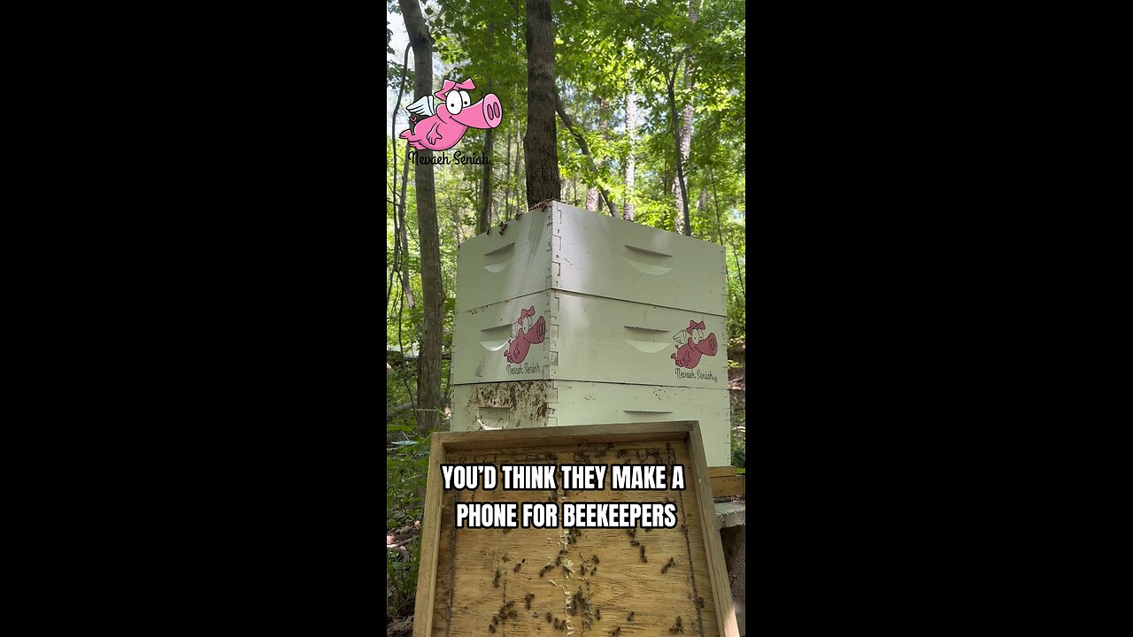 Beehive Inspection