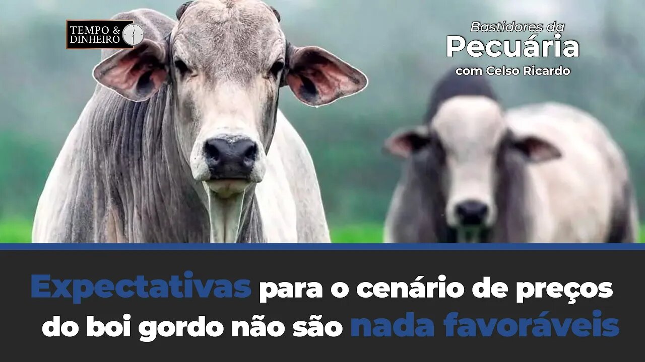 Expectativas para o cenário de preços do boi gordo não são nada favoráveis até o final do ano.