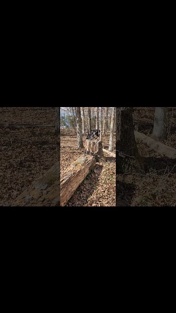 not brave enough to jump all the way down yet