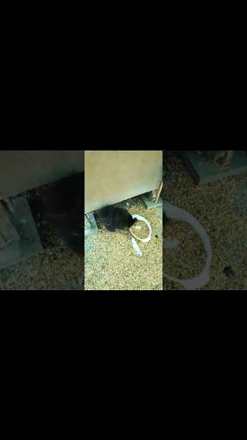 Clucky Silkie off her eggs eating some seed