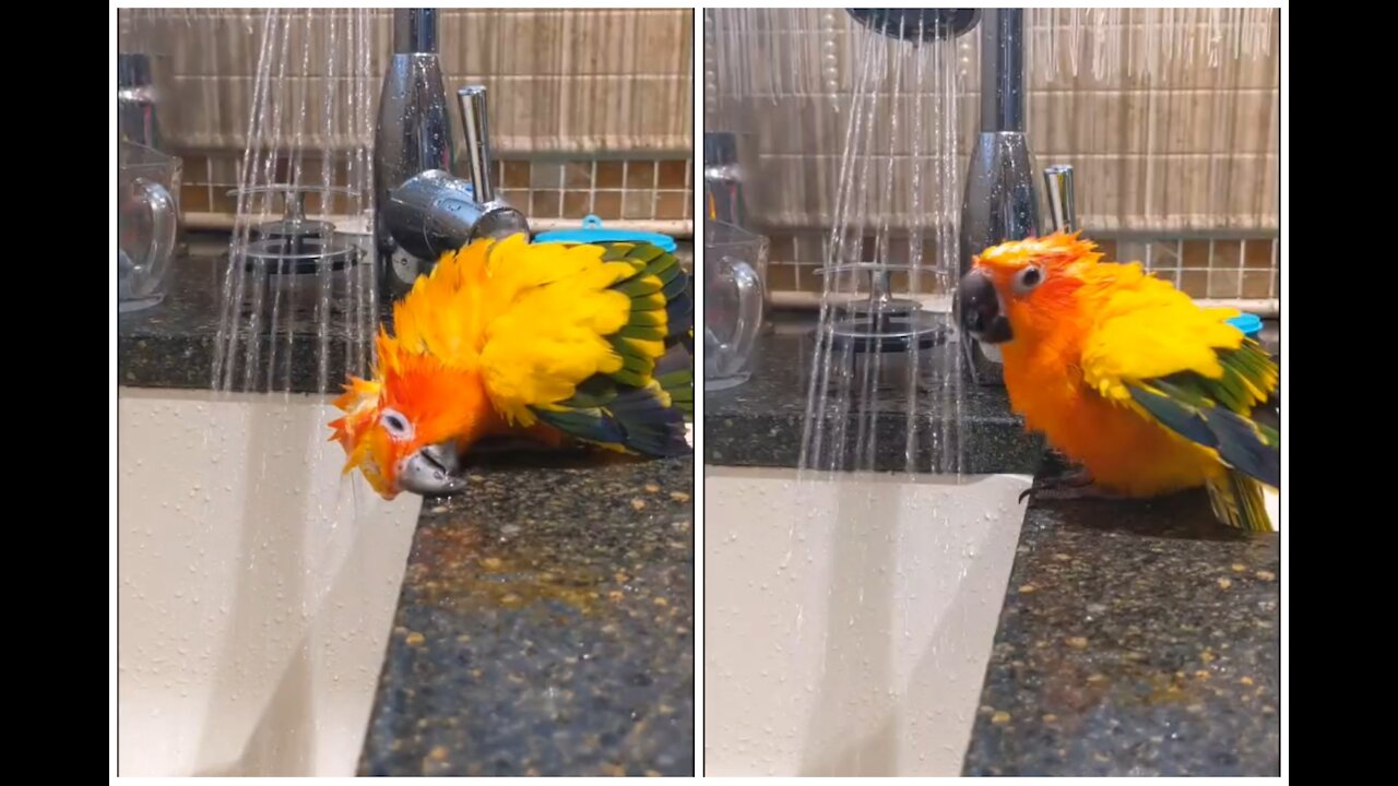 this bird is cute bathing in the sink