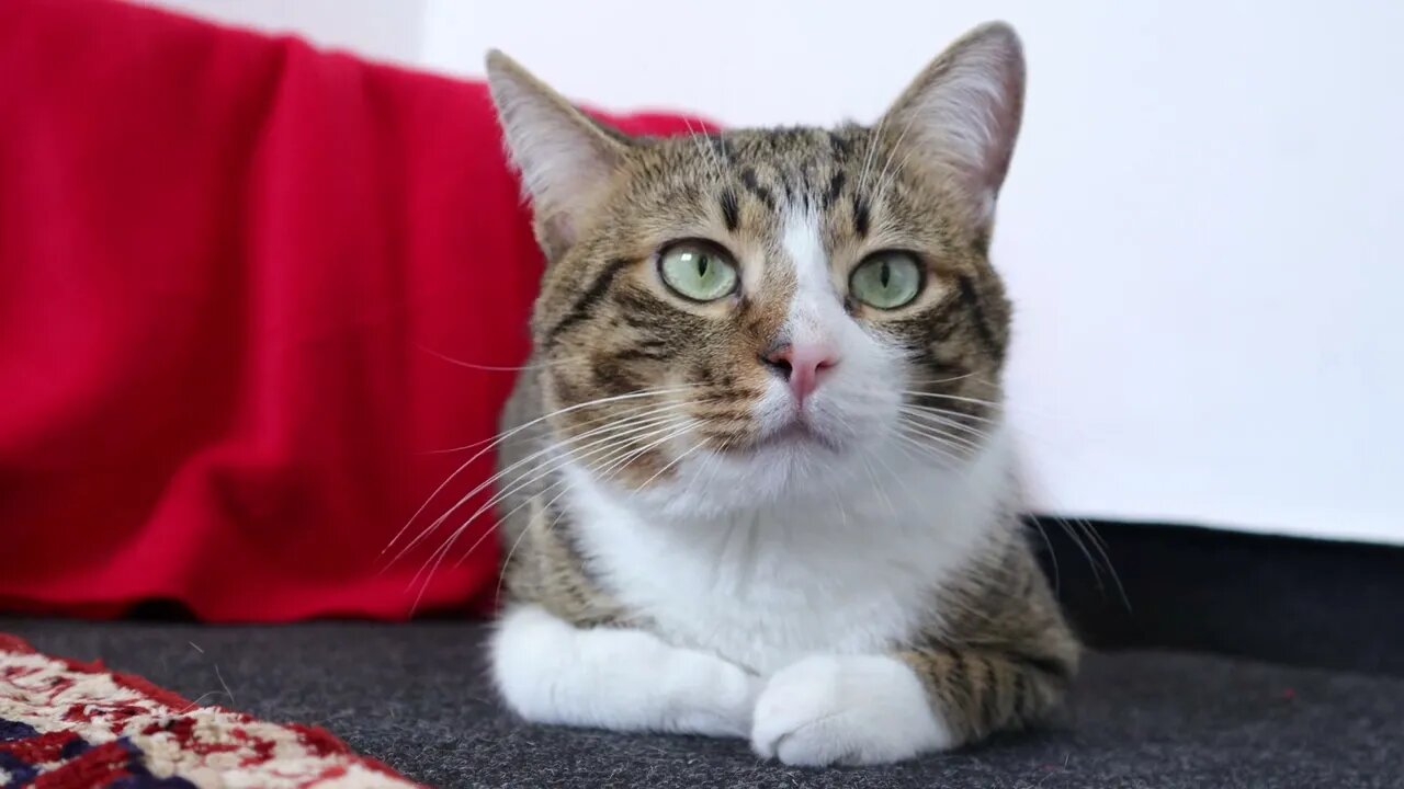 A Quiet Cute Cat Loaf Sits on the Floor