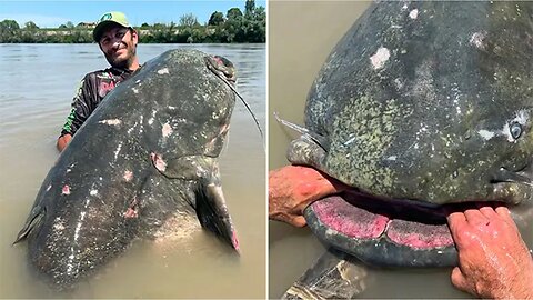 Fisherman catches 9 foot long catfish in Italy, likely largest ever