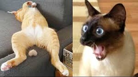 Funny_animals😹‖