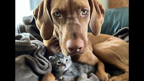 Vizsla Snuggles Tiny Kitten