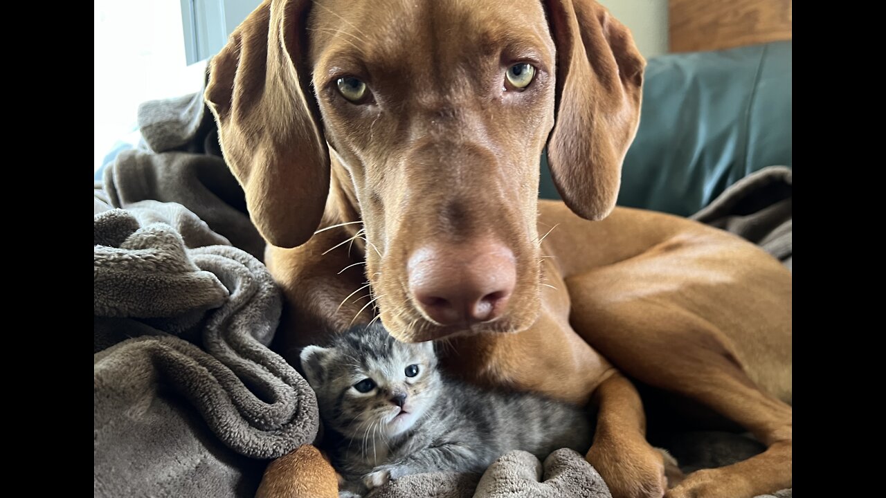 Vizsla Snuggles Tiny Kitten