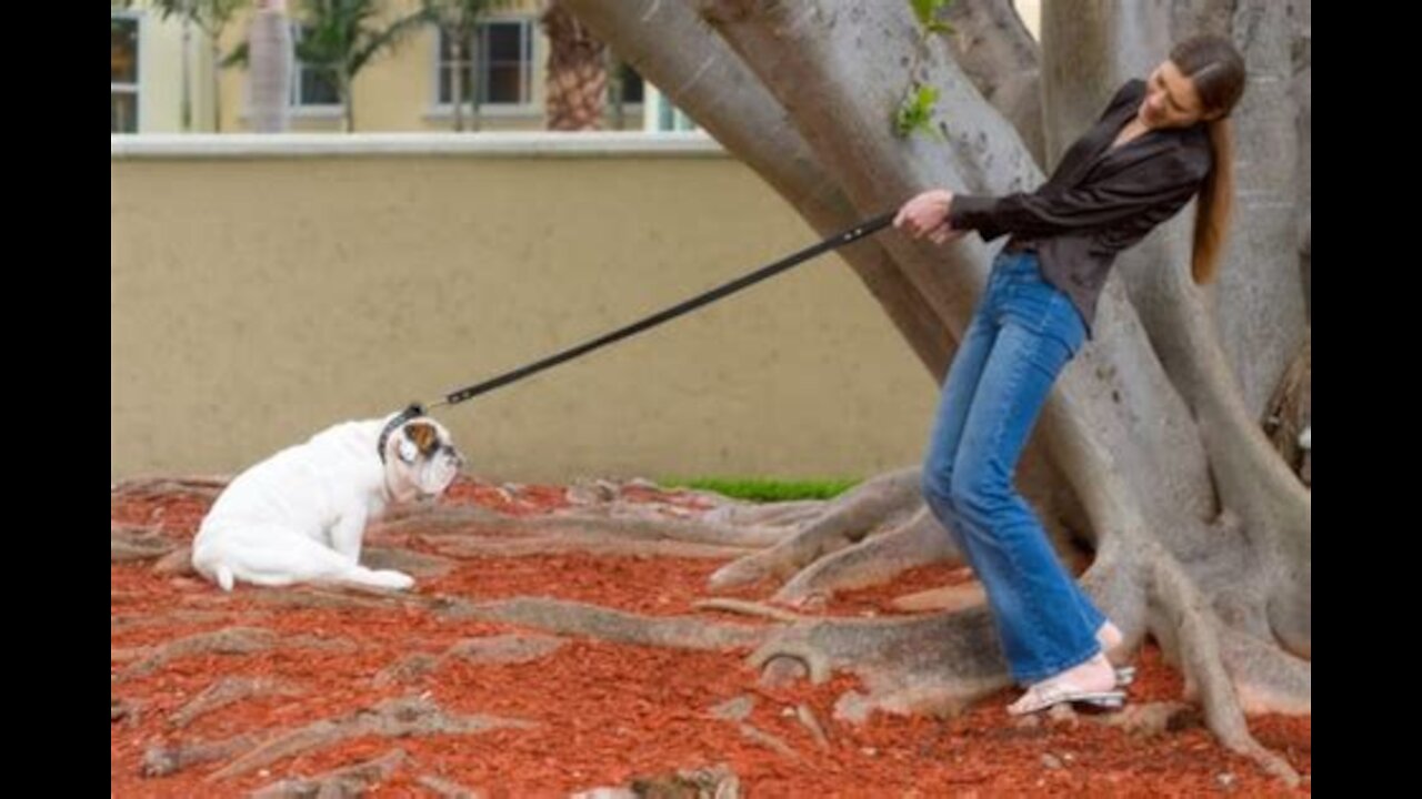 Leash Training Your Dog