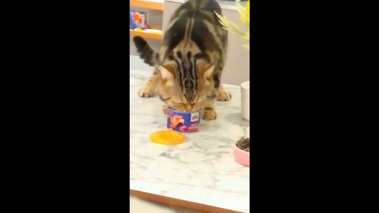 I don't even know how this can disappeared if it wasn't for the cameras, okay#pets#cat#funny#fyp