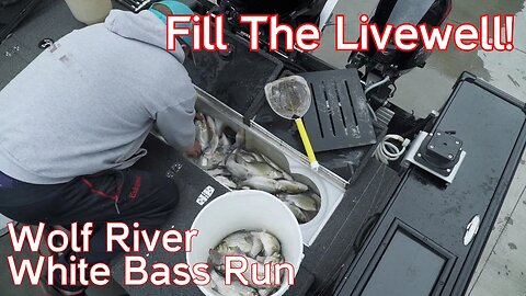 THEY WORE US OUT! Catching white bass during the run with Mr BlueGill