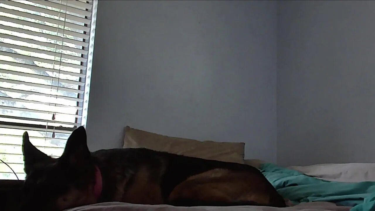Spamming Dad Live Stream