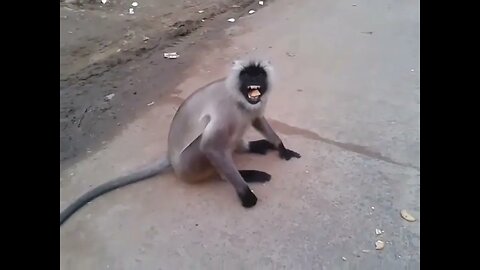 মশানজোড়ের মাংকি🐒🐵🐒massanjore monkey@mithun Utpal banerjee vlogs