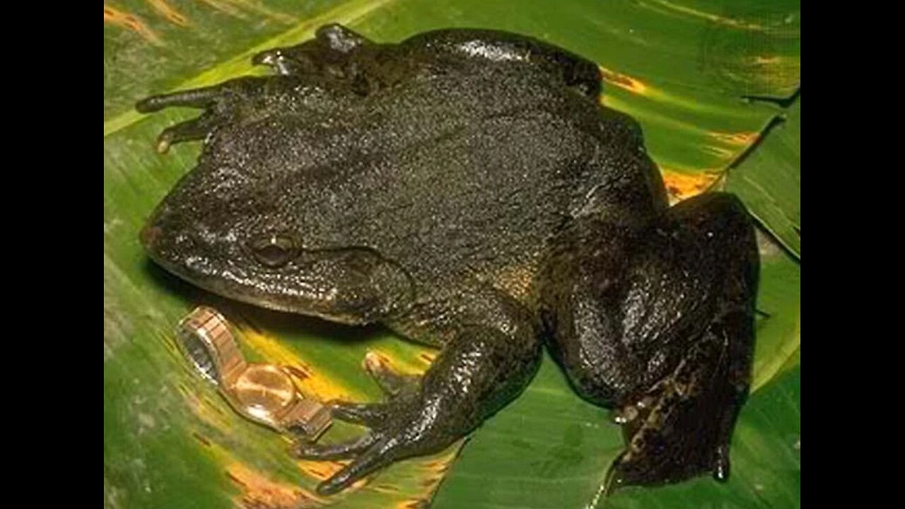 Goliath Frog