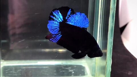 Bettas BlackLight