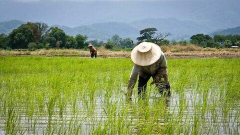 Global Rice Production Set to Plunge 10%, Threatening Half Of Humanity & Musk's Comments on Netflix