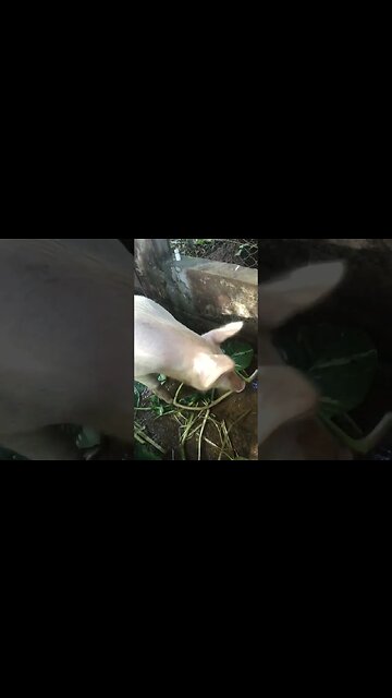 May the Force be with you