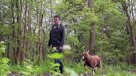 I walk my pet goat...people think he's a dog with horns