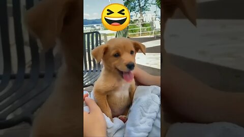 Wait For End #pet #petvideos #videos