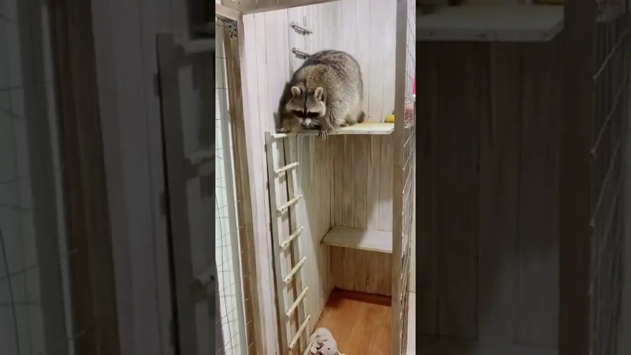 #shorts Смешные Еноты Из Тик Ток 44 Funny Tik Tok Raccoons