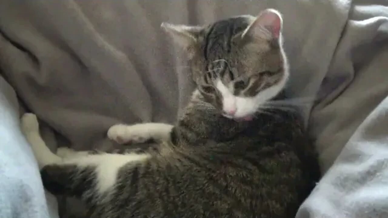 Cat ASMR, Rudolph the Lazy Kitten