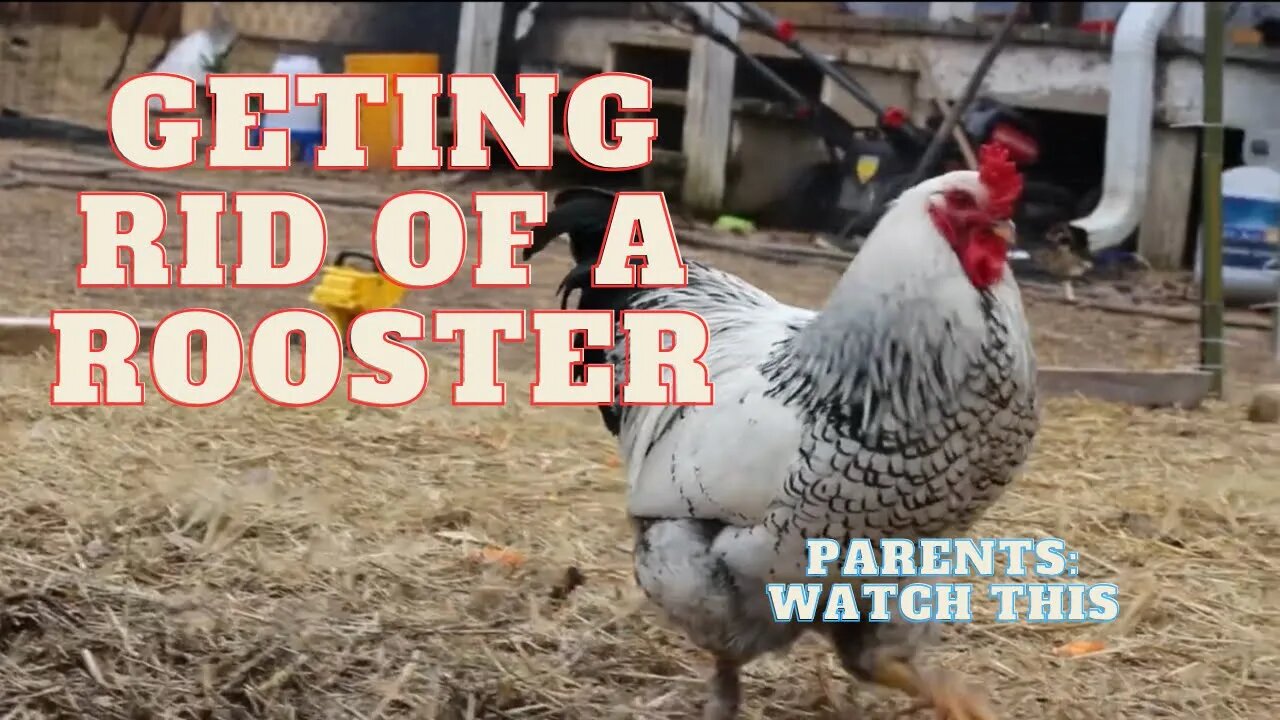 Why We Are Getting Rid of our Rooster | Sovereign Provisions Homestead