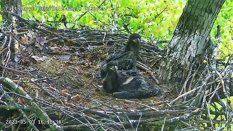 Hays Eagles H20 says Hi dad-tracks Dad into the nest and announces his arrival! 05-03-2023 16:41