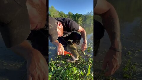 Gar Tagging And Unhooking 🦖