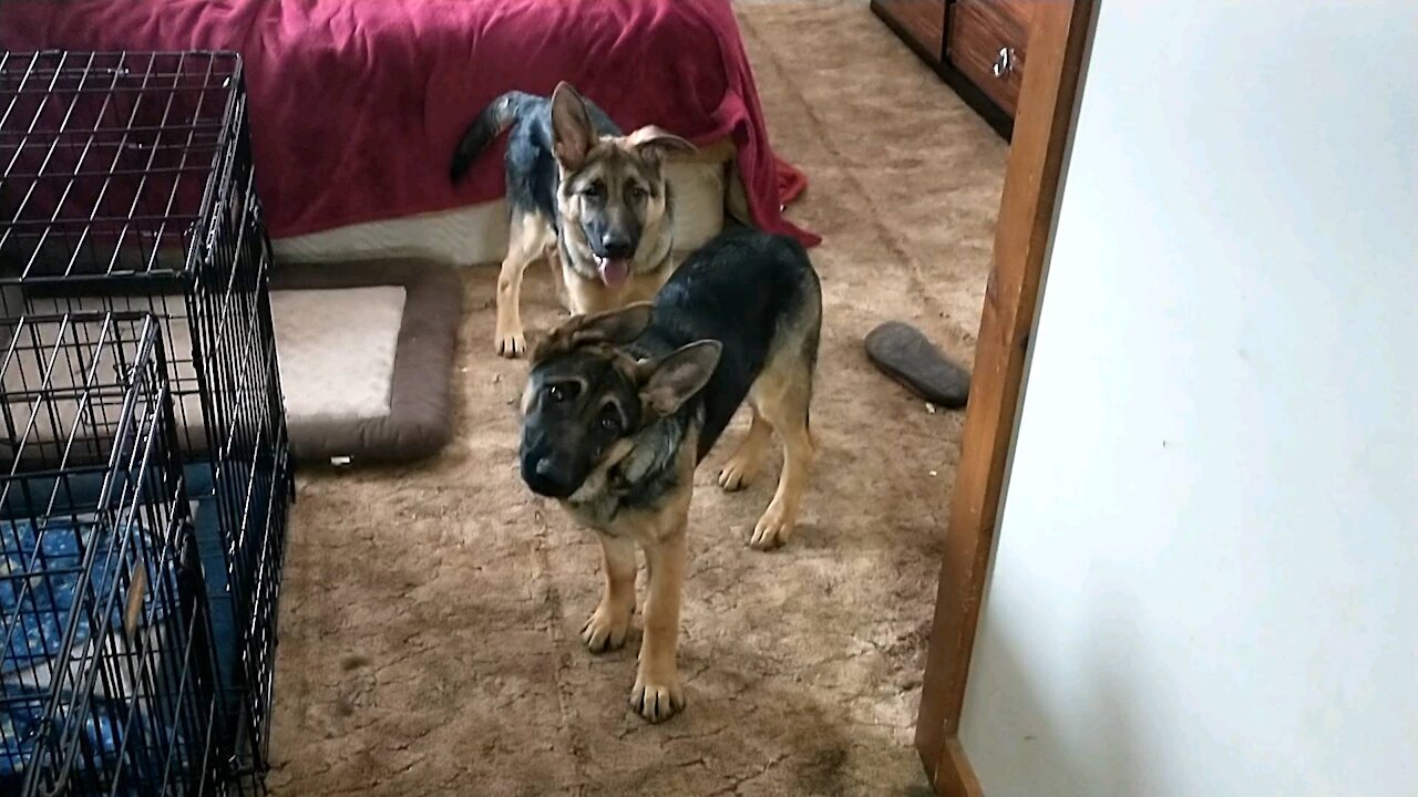 German Shepherd Puppies arguing