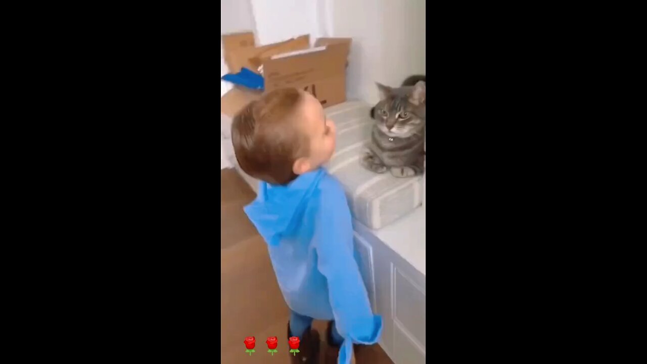 Funny cat videos|funny pets videos|🤣🤣❤️