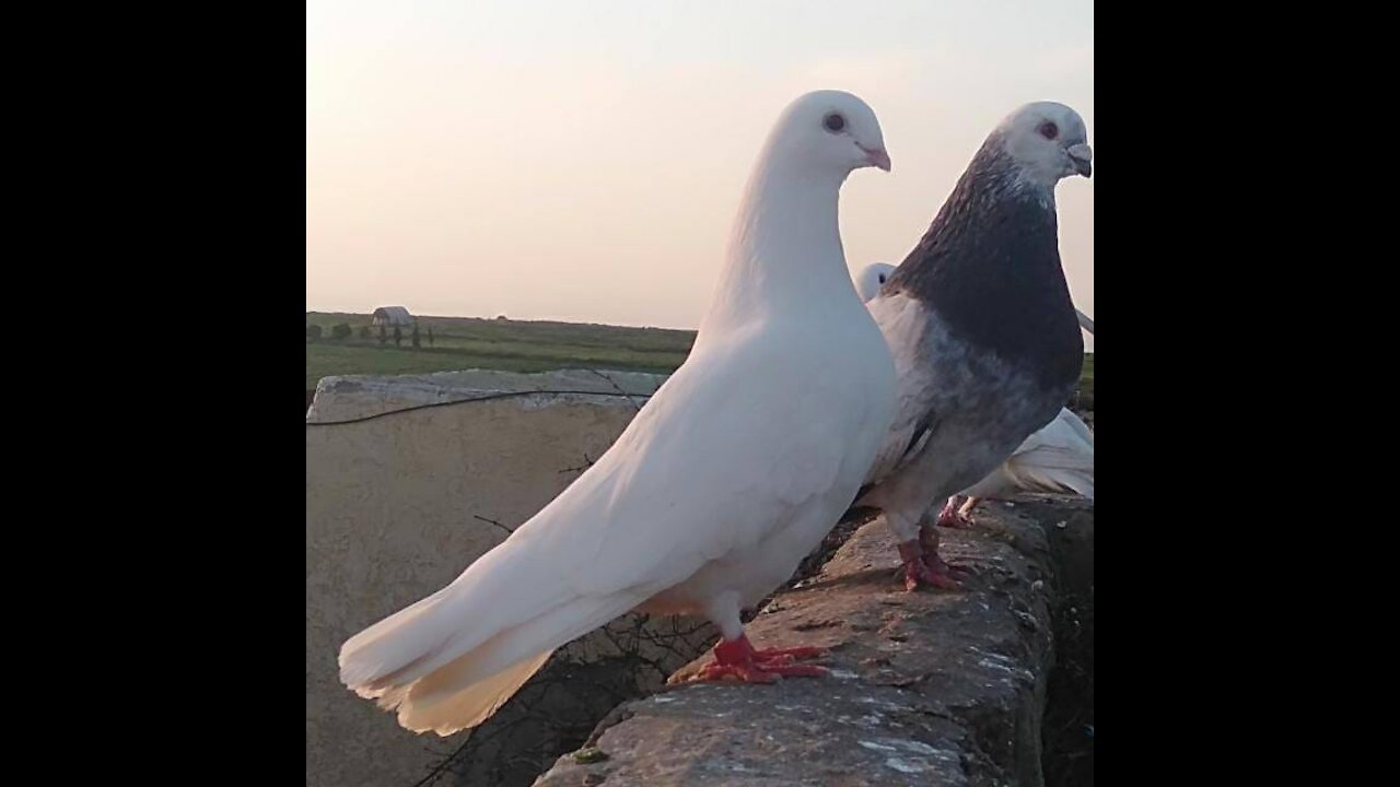 Bird pigeons is beautiful