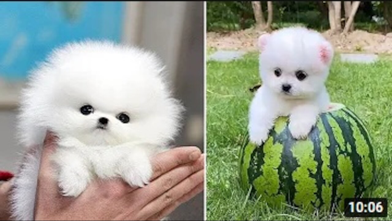 Mini Pomeranian Funny and Cute Pomeranian Videos