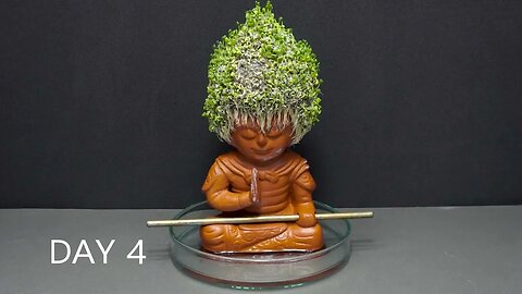 Growing Chia Seeds Time Lapse - Chia Pet #2 Monkey King
