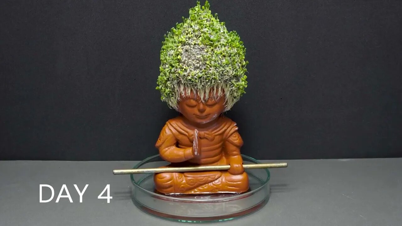 Growing Chia Seeds Time Lapse - Chia Pet #2 Monkey King